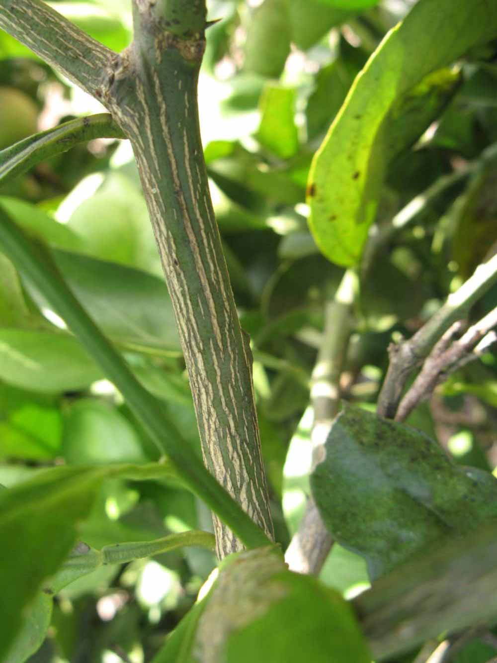            Second - third year twig (Itaborai, Winter Haven, FL)   